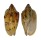 VOLUTIDAE CYMBIOLA CATHCARTIAE shell