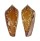 CONIDAE CONUS CROCATUS shell