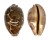 CYPRAEIDAE LEPOCYPRAEA MAPPA shell
