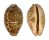 CYPRAEIDAE LEPOCYPRAEA MAPPA shell