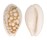 CYPRAEIDAE CRIBRARULA CRIBRARIA AUSTRALIENSIS shell