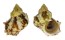 TURBINIDAE TURBO CHRYSOSTOMA shell