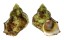 TURBINIDAE TURBO CHRYSOSTOMA shell