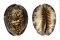CYPRAEIDAE CYPRAEA DEPRESSA shell