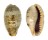 CYPRAEIDAE CYPRAEA CAURICA LONGIOR shell