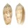OLIVIDAE OLIVA RETICULARIS shell