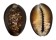 CYPRAEIDAE CYPRAEA CAPUTSERPENTIS shell