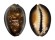 CYPRAEIDAE CYPRAEA CAPUTSERPENTIS shell