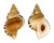 RANELLIDAE RANELLA AUSTRALASIA AUSTRALASIA shell