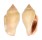 STROMBIDAE STROMBUS MUTABILIS CITRINUS shell
