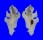 MURICIDAE PTERYNOTUS ELONGATUS shell