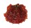 SPONDYLIDAE SPONDYLUS VARIANS shell