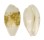 CYPRAEIDAE BLASICRURA GOODALLII shell