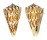 CONIDAE CONUS CENTURIO shell