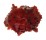 SPONDYLIDAE SPONDYLUS VARIANS shell
