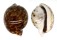 CYPRAEIDAE CYPRAEA TIGRIS shell