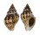 BUCCINIDAE CANTHARUS ELEGANS shell