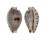 CYPRAEIDAE PALMADUSTA CONTAMINATA shell