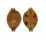 CYPRAEIDAE PUSTULARIA GLOBULUS SPHAERIDIUM shell