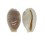 CYPRAEIDAE CYPRAEA CLANDESTINA shell