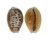 CYPRAEIDAE EROSARIA HELVOLA ARGELLA shell