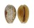CYPRAEIDAE EROSARIA HELVOLA ARGELLA shell