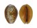 CYPRAEIDAE EROSARIA HELVOLA ARGELLA shell