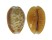 CYPRAEIDAE EROSARIA HELVOLA ARGELLA shell