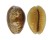 CYPRAEIDAE EROSARIA HELVOLA ARGELLA shell