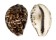 CYPRAEIDAE CYPRAEA TIGRIS shell