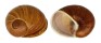 LANDSNAIL HELICOPHANTA VESICALIS shell