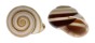 LANDSNAIL GUAMAMPA GLORIOSA shell