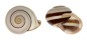 LANDSNAIL GUAMAMPA GLORIOSA shell