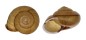 LANDSNAIL EUHADRA QUAESITA shell