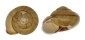 LANDSNAIL EUHADRA QUAESITA shell