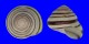 LANDSNAIL ASPERITAS COLORATA KOMODOENSIS shell