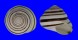 LANDSNAIL ASPERITAS COLORATA KOMODOENSIS shell