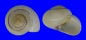LANDSNAIL XESTA BANGGAIENSIS shell