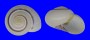 LANDSNAIL XESTA BANGGAIENSIS shell