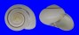 LANDSNAIL XESTA BANGGAIENSIS shell