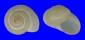 LANDSNAIL XESTA BANGGAIENSIS shell