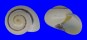 LANDSNAIL XESTA BANGGAIENSIS shell