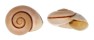 LANDSNAIL AMPELITA DENISI shell