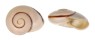 LANDSNAIL AMPELITA DENISI shell