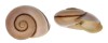 LANDSNAIL AMPELITA DENISI shell