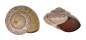 LANDSNAIL ASPERITAS STUARTIAE shell