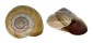 LANDSNAIL ASPERITAS STUARTIAE shell