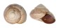 LANDSNAIL ASPERITAS STUARTIAE shell