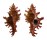 MURICIDAE CHICOREUS SAULII shell
