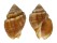 BUCCINIDAE BURNUPENA CINCTA shell